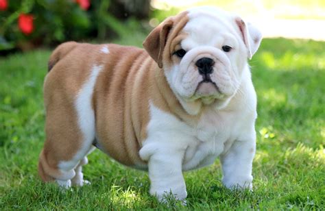 Bulldog Dog Breed Information .